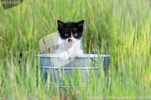 Image of Kitten Outdoors in Green Tall Grass on a Sunny Day