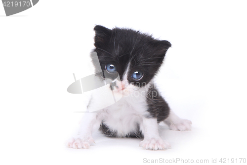 Image of Cute Baby Tuxedo Style Kitten On White Background