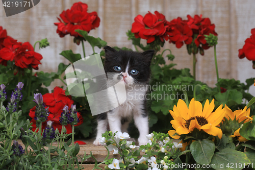 Image of Cute 3 week old Baby Kitten in a Garden Setting