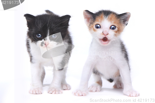 Image of Two Cute Baby Kittens on White Background