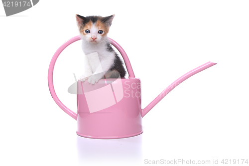 Image of Cute 3 week old Baby Kitten in a Garden Watering Can