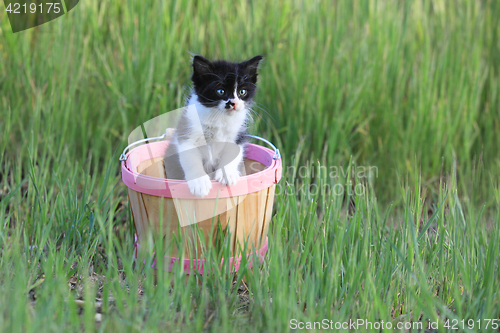 Image of Kitten Outdoors in Green Tall Grass on a Sunny Day