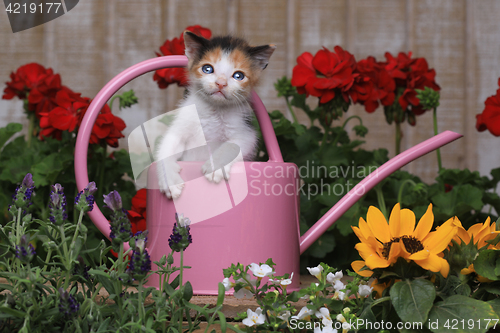 Image of Cute 3 week old Baby Kitten in a Garden Setting