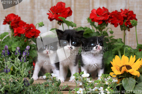 Image of Cute 3 week old Baby Kittens in a Garden Setting