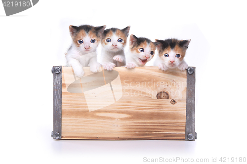 Image of Cute Box of Kittens Up for Adoption