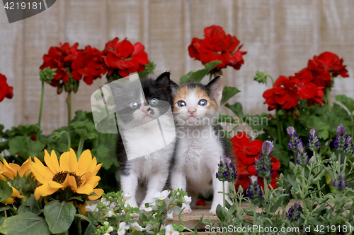 Image of Cute 3 week old Baby Kittens in a Garden Setting