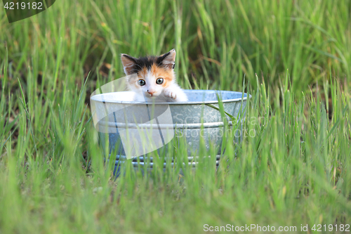 Image of Kitten Outdoors in Green Tall Grass on a Sunny Day