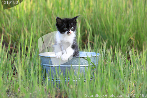 Image of Kitten Outdoors in Green Tall Grass on a Sunny Day