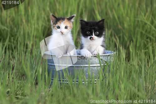 Image of Kittens Outdoors in Tall Green Grass