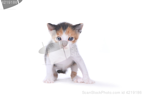 Image of Cute Three Week Old Calico Kitten on White Background
