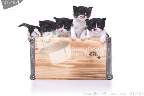 Image of Cute Box of Kittens Up for Adoption