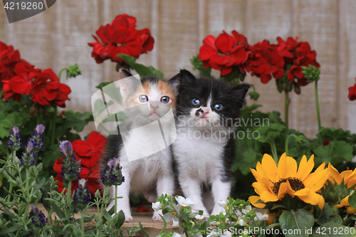 Image of Cute 3 week old Baby Kittens in a Garden Setting