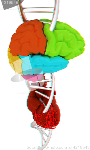 Image of DNA, brain and heart. 3d illustration. Anaglyph. View with red/c