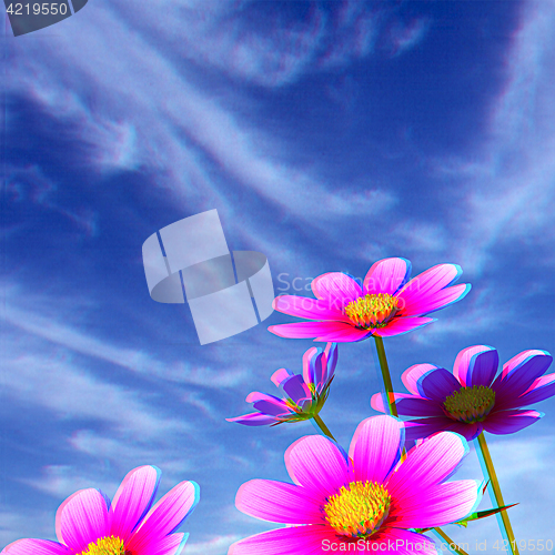 Image of Beautiful Cosmos Flower against the sky. 3D illustration.. Anagl