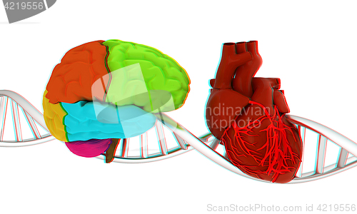 Image of DNA, brain and heart. 3d illustration. Anaglyph. View with red/c