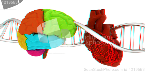 Image of DNA, brain and heart. 3d illustration. Anaglyph. View with red/c