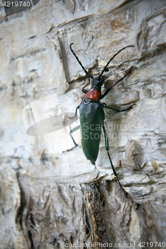 Image of Brightly colored Longhorn beetle (Leptura) on bark of birch