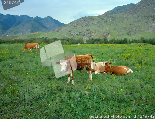 Image of cows in Altai mountains grazing