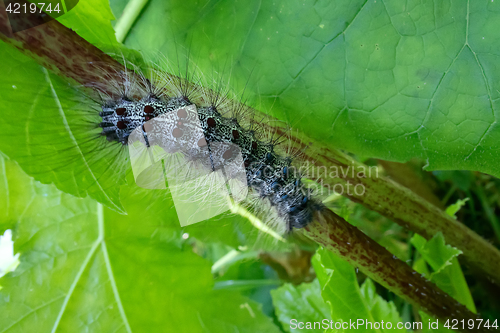 Image of Lymantria dispar caterpillars move in forest.