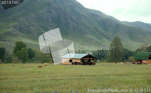 Image of Horses and cows are in vast of Altai meadows