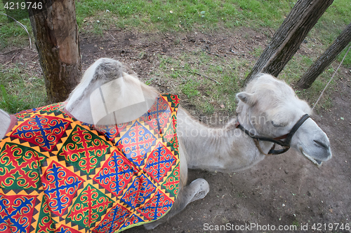 Image of camel top view lies on grass