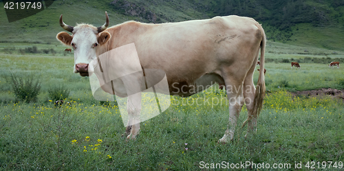 Image of bull close-up in Altai mountains grazing