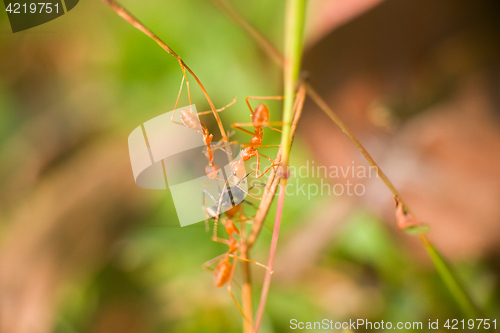 Image of Three Red ants caught spy of another species and tear it apart.