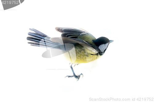 Image of Instant photography allows you to see oxeye (Great Tit) of air balancer