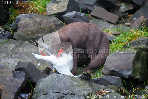 Image of Blue Fox breaks bird Seagull, caught on rookery