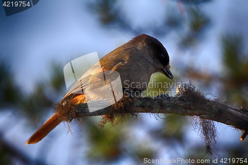 Image of Great grey Shrike hunting for mice among fallen leaves