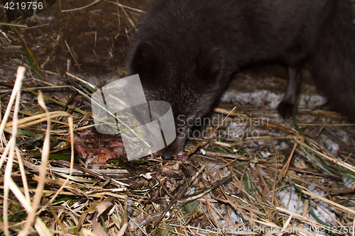 Image of Blue foxes come at night to devour carcasses of seals