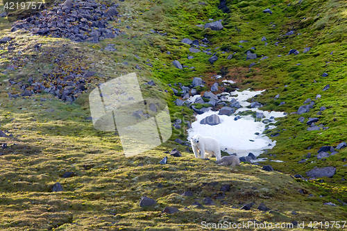 Image of Family of polar bears on Northbrook island (Franz Josef Land)