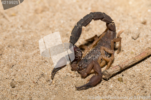 Image of Scorpions, predatory arachnids Madagascar