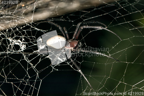 Image of big white spider Nephilengys livida Madagascar