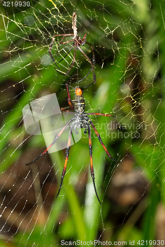 Image of Golden silk orb-weaver on net Madagascar