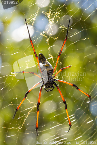 Image of Golden silk orb-weaver on net Madagascar