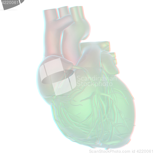 Image of Human heart and veins. 3D illustration.. Anaglyph. View with red