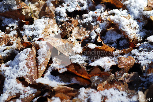 Image of Frosted Leaves