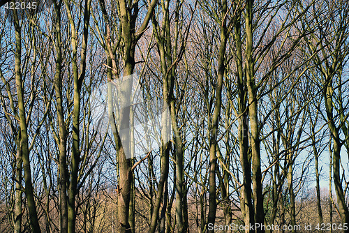 Image of Bare Winter Trees