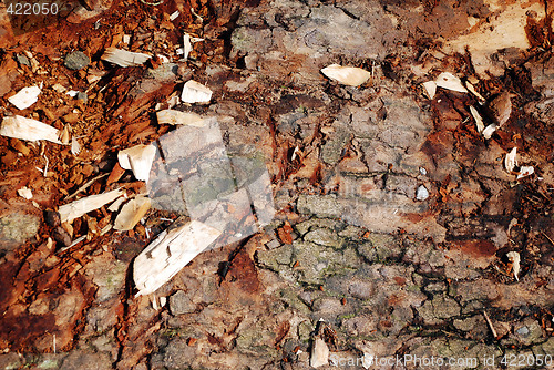 Image of Bark Texture Close-Up