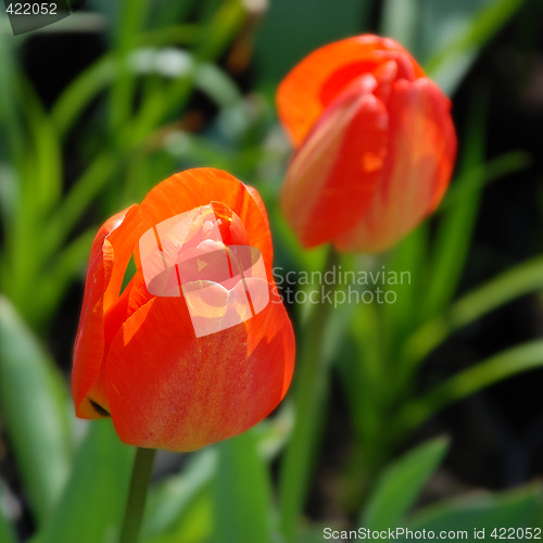 Image of Tulips