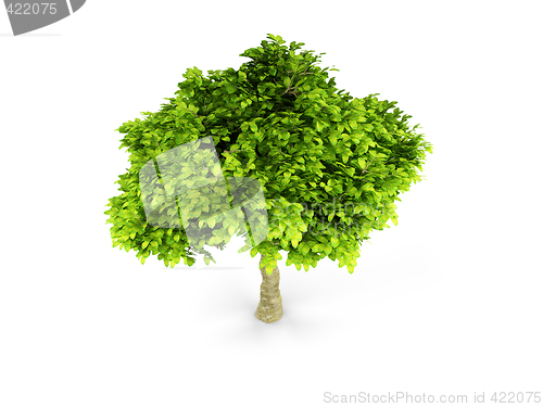 Image of lone green tree isolated on white