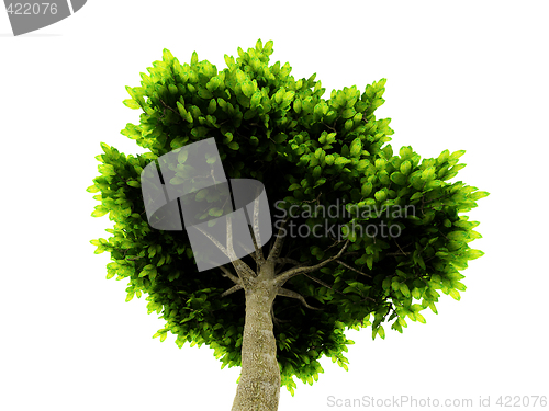 Image of lone green tree isolated on white