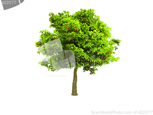 Image of lone green tree isolated on white