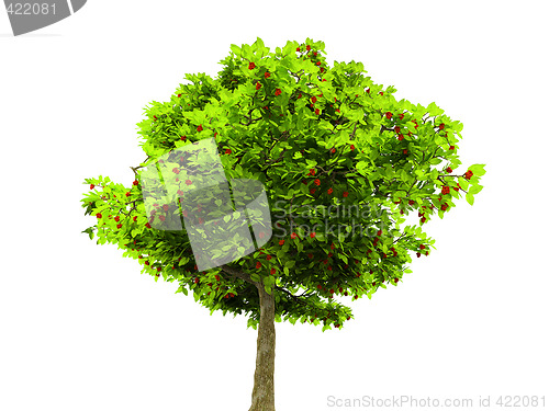 Image of lone green tree isolated on white