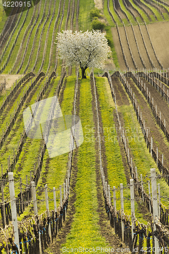 Image of Vineyards in spring