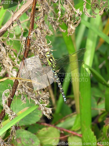 Image of Dragonfly