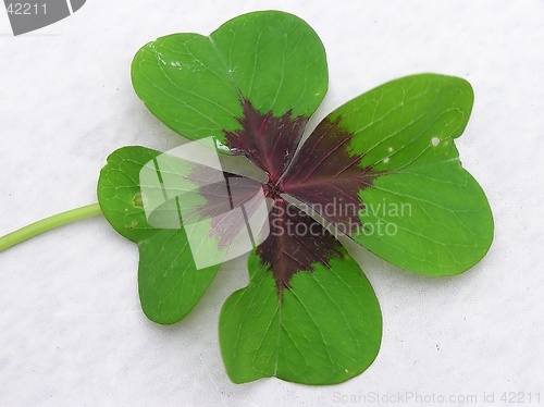 Image of Four Leaf Clover 2