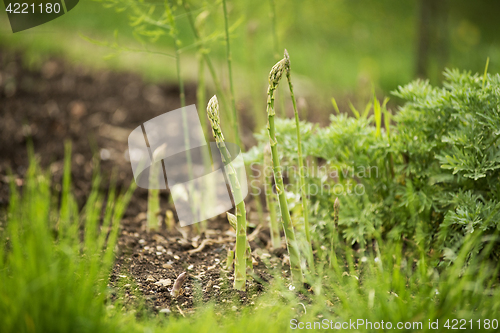 Image of Asparagus