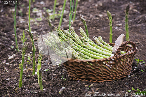 Image of Asparagus